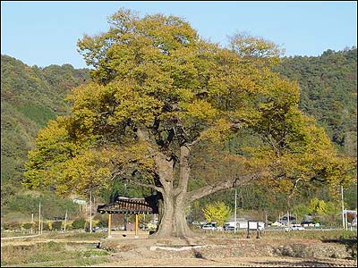 마을마다 곱게 물들어가는 동구 앞 느티나무 